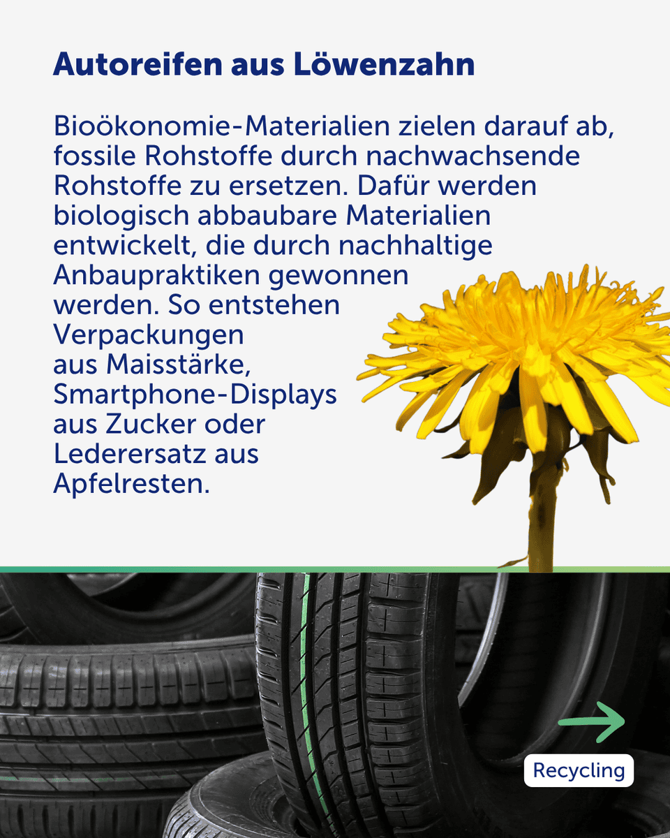Foto einer Löwenzahn-Blume dazu Text zu Kreislaufwirtschaft