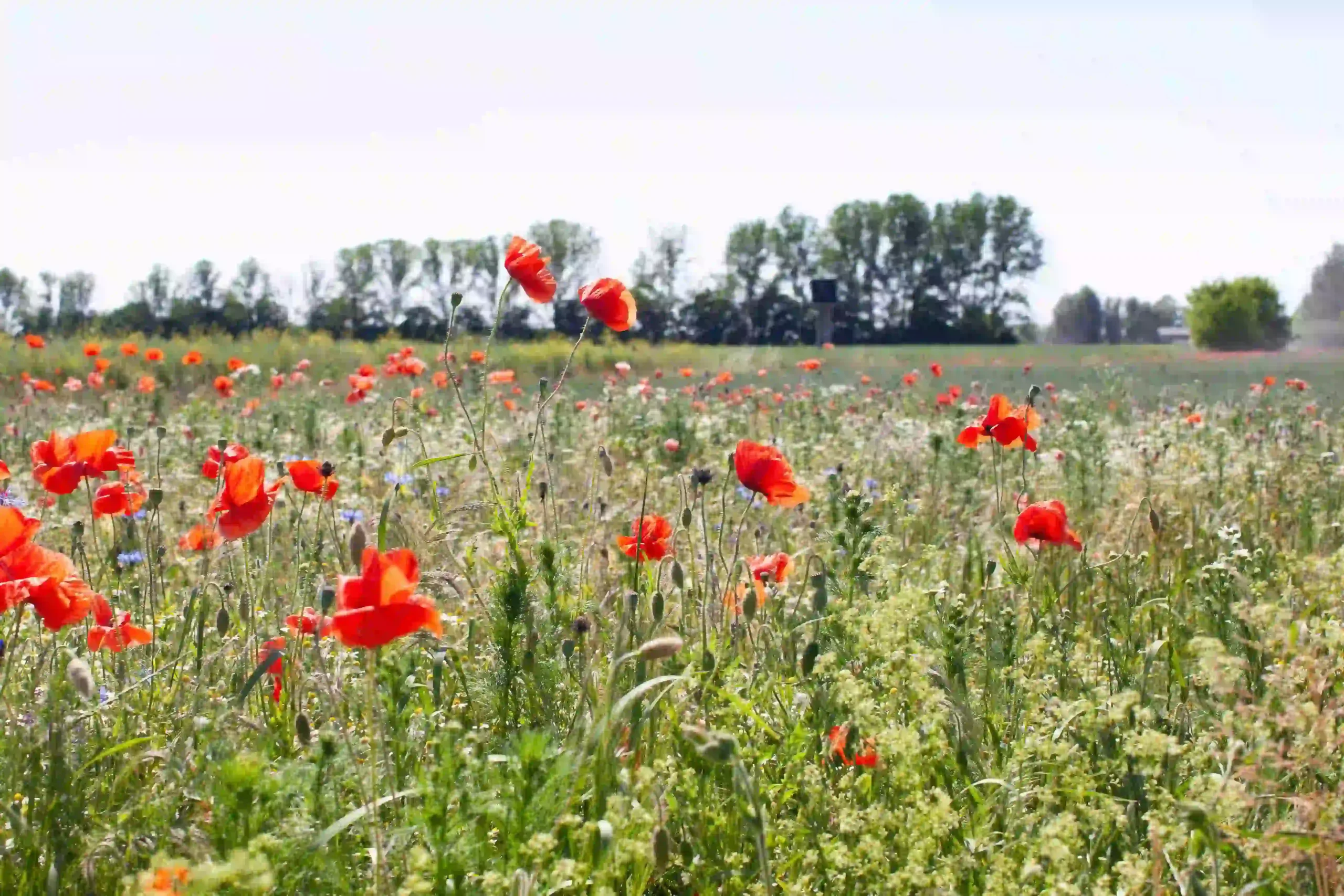 Wiese im Sommer mit roten Mohnblumen